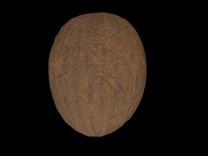 Coconut 3D Model