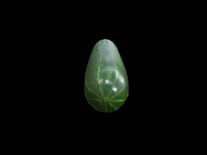 Cucumber 3D Model