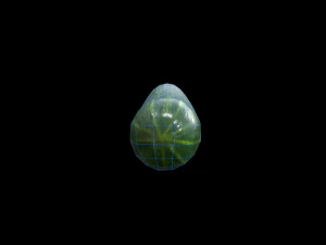 Cucumber 3D Model