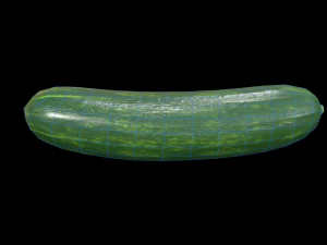 Cucumber 3D Model