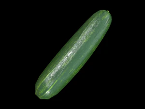 Cucumber 3D Model