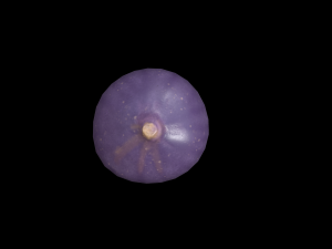 Fig 3D Model