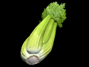 Celery 3D 모델