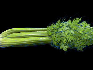 Celery 3D 모델