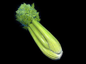 Celery 3D 모델