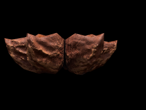 AniseStar 3D 模型