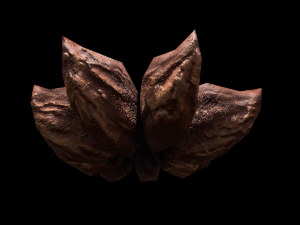 AniseStar 3D 模型