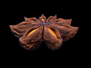 AniseStar 3D 模型