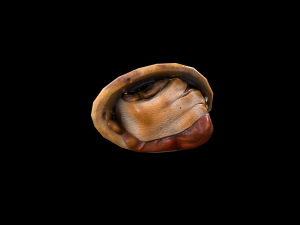 Chicken Enchilada 3D Model