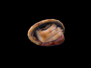 Chicken Enchilada 3D Model