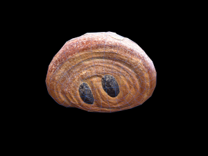 Almond Chocolatine Modello 3D