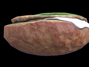 Avocado Mollete 3D Model