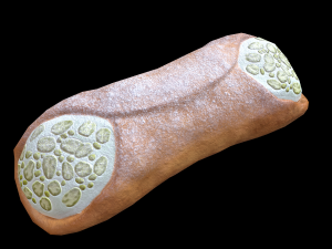 CannolisPistachio Modèle 3D