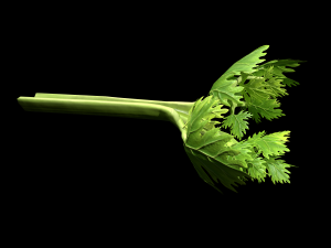 CeleryBranchLeaf 3Dモデル