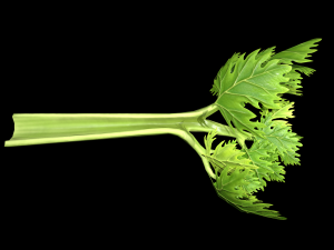CeleryBranchLeaf 3D Model