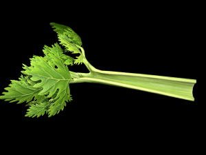 CeleryBranchLeaf 3D Model