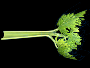CeleryBranchLeaf 3D Model