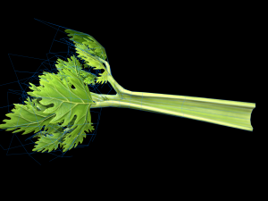 CeleryBranchLeaf 3D Model