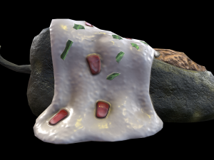 ChilesEnNogada 3D Model