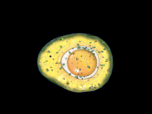 EggAvocadoBaked Modèle 3D