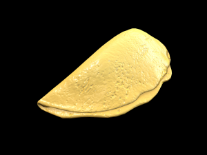 EggOmellet Model 3D