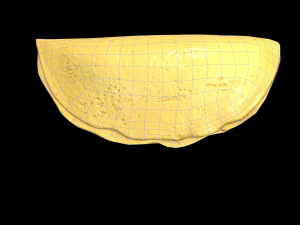 EggOmellet 3D Model