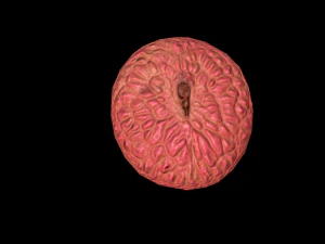 Lychee 3D Model