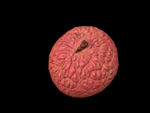 Lychee 3D Model