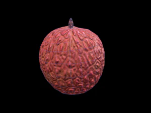 Lychee 3D Model