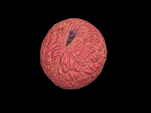Lychee 3D Модель