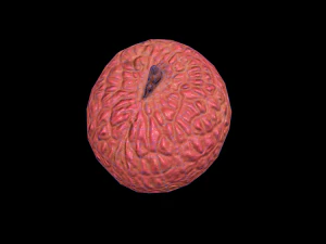 Lychee 3D Model