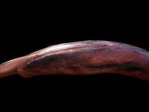 PorkRibsPiece 3D Model