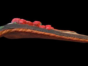 SaumonFraiseBasilic Modèle 3D