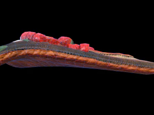 SaumonFraiseBasilic Modèle 3D