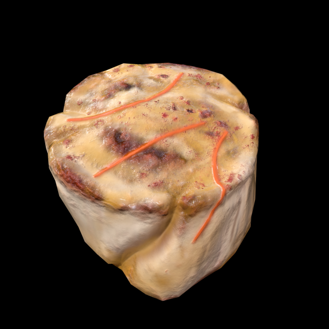 ScallopApplePure 3D Model .c4d .max .obj .3ds .fbx .stl .blend 