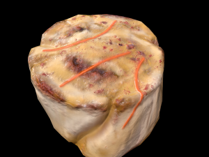 ScallopApplePure 3D Model