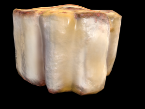 ScallopApplePure 3D Model