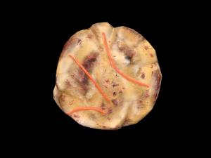 ScallopApplePure 3D Model