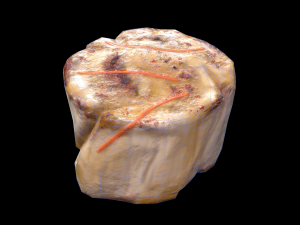 ScallopApplePure 3D Model