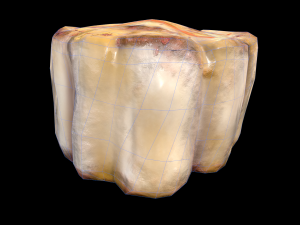 ScallopApplePure 3D Model
