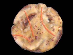 ScallopApplePure 3D Model