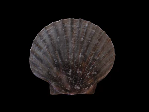 ScallopGrilledButter 3D Model