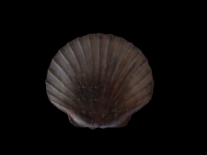 ScallopOil Model 3D