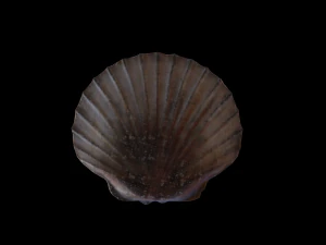 ScallopOil 3D Model