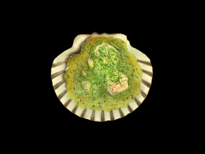 ScallopOil 3D Model