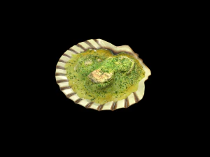 ScallopOil 3D Model