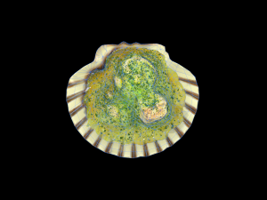 ScallopOil Model 3D