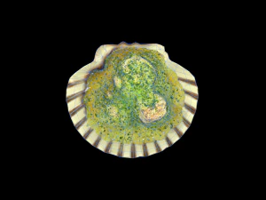 ScallopOil 3D Model