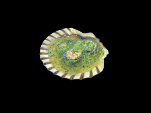 ScallopOil Model 3D