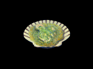 ScallopOil 3D Model